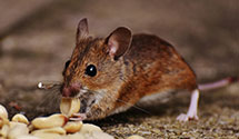 24 Hour & Emergency Exterminators in Forkston Township, PA